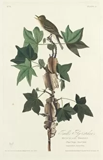 Crested Flycatcher Gallery: Traills Flycatcher, 1828. Creator: Robert Havell