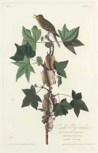 Crested Flycatcher Prints: Traills Flycatcher, 1828. Creator: Robert Havell