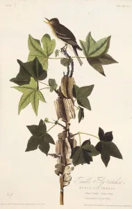 Audubon Prints: Traills flycatcher. From The Birds of America, 1827-1838. Creator: Audubon
