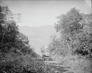 Train in Cafetal of Temasopa [sic], between 1880 and 1897. Creator: William H. Jackson