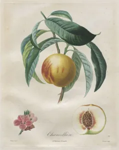 With Hand Colouring Prints: Traite des arbres fruitiers: Chancelliere, 1808-1835