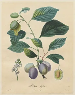 With Hand Colouring Prints: Traite des arbres fruitiers: Prune bifere, 1808-1835