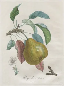 Traite des arbres fruitiers: Royal dhiver, 1808-1835