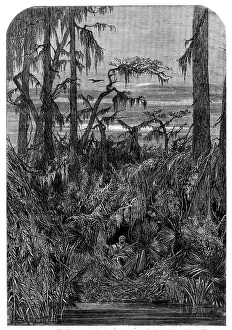 Undergrowth Prints: Transatlantic Sketches - a Swamp in Louisiana - from a drawing by Mrs