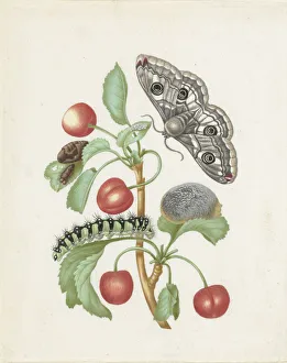 Maria Sibylla 1647 1717 Prints: Transformation of the Night Peacock Eye, 1679