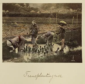 Meiji Period Prints: Transplanting rice, about 1873-1883. Creator: Shinichi Suzuki I