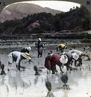 Transplanting rice in a paddy field, Japan, 1904.Artist: Underwood & Underwood