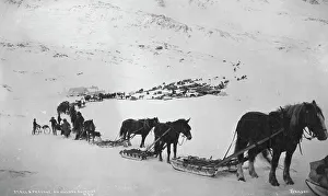 Transportation with horses, mules, dogs and bicycle, between c1900 and 1927. Creator: Unknown