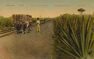 Agave Prints: Transporting Henequen leaves, Matanzas - Cuba