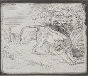 1798 1863 Prints: A Trapped Tiger, 1854. Creator: Eugene Delacroix (French, 1798-1863)