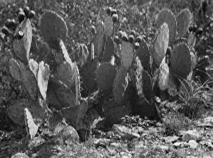Arid Prints: Travel views of the American Southwest, between 1899 and 1928. Creator: Arnold Genthe