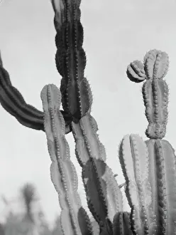 Arid Prints: Travel views of the American Southwest, between 1899 and 1928. Creator: Arnold Genthe