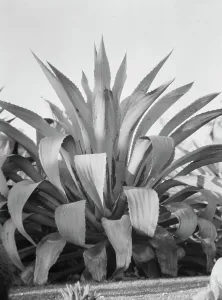 Agave Prints: Travel views of the American Southwest, between 1899 and 1928. Creator: Arnold Genthe