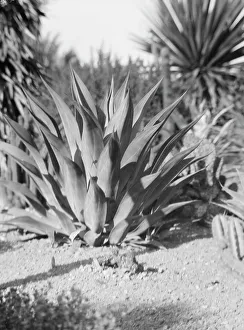 Agave Prints: Travel views of the American Southwest, between 1899 and 1928. Creator: Arnold Genthe