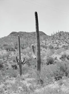 Arid Prints: Travel views of the American Southwest, between 1899 and 1928. Creator: Arnold Genthe