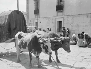 Produce Prints: Travel views of Cuba and Guatemala, between 1899 and 1926. Creator: Arnold Genthe