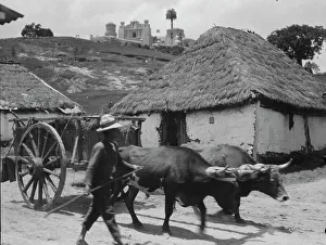 Travel views of Cuba and Guatemala, between 1899 and 1926. Creator: Arnold Genthe