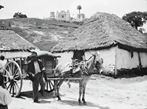Mule Driver Prints: Travel views of Cuba and Guatemala, between 1899 and 1926. Creator: Arnold Genthe