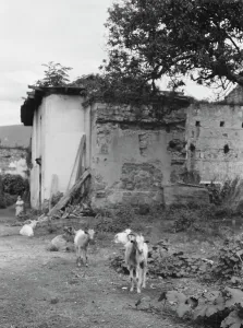 Travel views of Cuba and Guatemala, between 1899 and 1926. Creator: Arnold Genthe