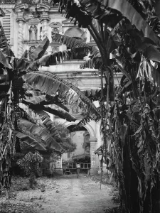 Banana Tree Prints: Travel views of Cuba and Guatemala, between 1899 and 1926. Creator: Arnold Genthe