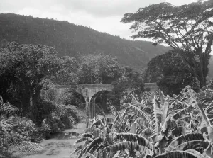 Banana Tree Prints: Travel views of Cuba and Guatemala, between 1899 and 1926. Creator: Arnold Genthe
