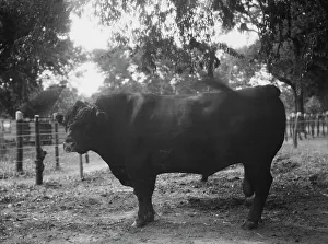 Travel views of Cuba and Guatemala, between 1899 and 1926. Creator: Arnold Genthe
