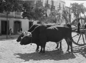 Horns Prints: Travel views of Europe, between 1904 and 1938. Creator: Arnold Genthe