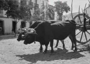 Horns Prints: Travel views of Europe, between 1904 and 1938. Creator: Arnold Genthe