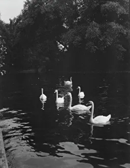 Swans Prints: Travel views of Europe, between 1904 and 1938. Creator: Arnold Genthe