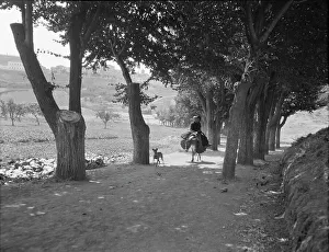 Olive Trees Prints: Travel views of Europe, between 1904 and 1938. Creator: Arnold Genthe