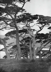 Travel views of Japan and Korea, 1908. Creator: Arnold Genthe