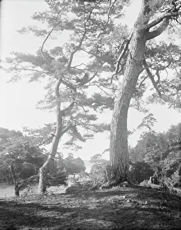 Travel views of Japan and Korea, 1908. Creator: Arnold Genthe
