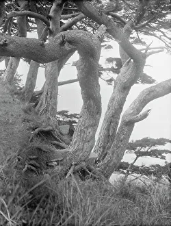 Travel views of Japan and Korea, 1908. Creator: Arnold Genthe