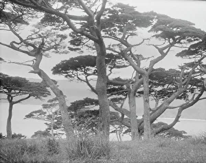 Travel views of Japan and Korea, 1908. Creator: Arnold Genthe