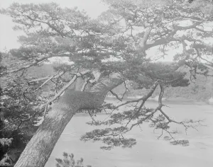 Travel views of Japan and Korea, 1908. Creator: Arnold Genthe