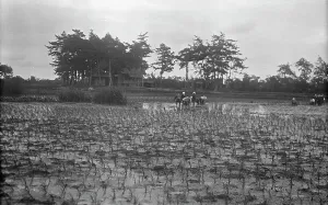 At Work Prints: Travel views of Japan and Korea, 1908. Creator: Arnold Genthe