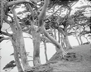 Greenery Prints: Travel views of Japan and Korea, 1908. Creator: Arnold Genthe