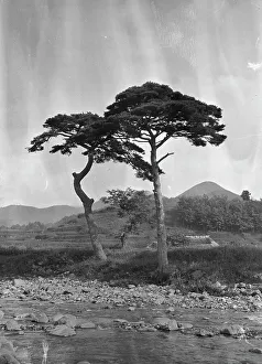 Vegetation Prints: Travel views of Japan and Korea, 1908. Creator: Arnold Genthe