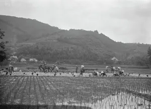 Sowing Prints: Travel views of Japan and Korea, 1908. Creator: Arnold Genthe