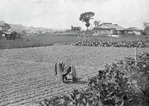 Sowing Prints: Travel views of Japan and Korea, 1908. Creator: Arnold Genthe