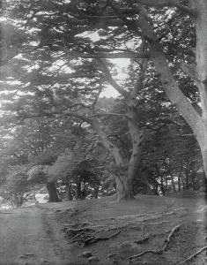 Travel views of Japan and Korea, 1908. Creator: Arnold Genthe