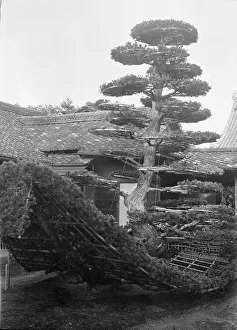 Topiary Prints: Travel views of Japan and Korea, 1908. Creator: Arnold Genthe