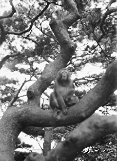 Travel views of Japan and Korea, 1908. Creator: Arnold Genthe