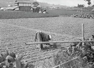 Sowing Prints: Travel views of Japan and Korea, 1908. Creator: Arnold Genthe