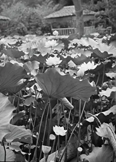 Lotus Flower Prints: Travel views of Japan and Korea, 1908. Creator: Arnold Genthe