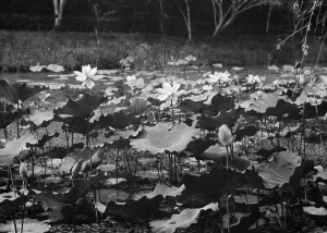 Lotus Flower Prints: Travel views of Japan and Korea, 1908. Creator: Arnold Genthe