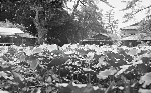 Travel views of Japan and Korea, 1908. Creator: Arnold Genthe