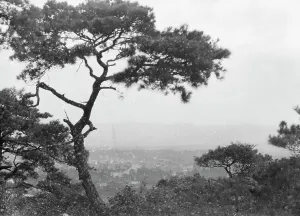 Vegetation Prints: Travel views of Japan and Korea, 1908. Creator: Arnold Genthe