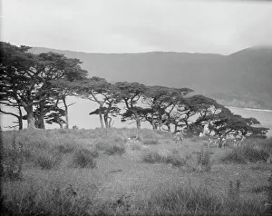 Greenery Prints: Travel views of Japan and Korea, 1908. Creator: Arnold Genthe