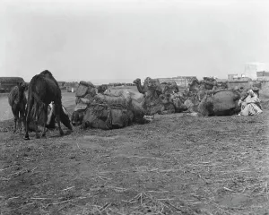 Pack Animals Prints: Travel views of Morocco, 1904. Creator: Arnold Genthe